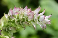 clary-sage-7259910_1280 - Nennieinszweidrei