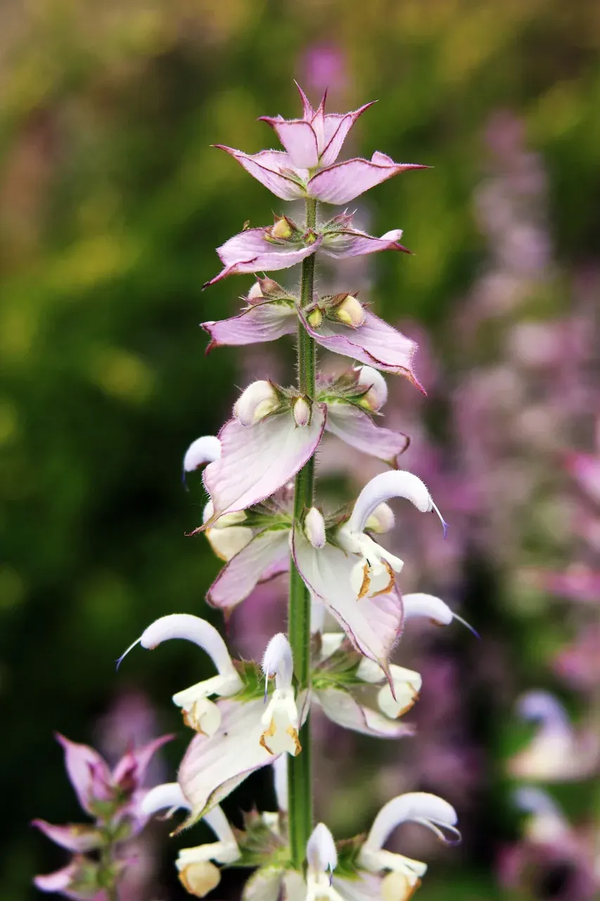 clary-sage-6397419_1280 - DelilanVan