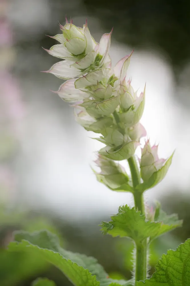 clary-sage-7246394_1280 - Sponchia