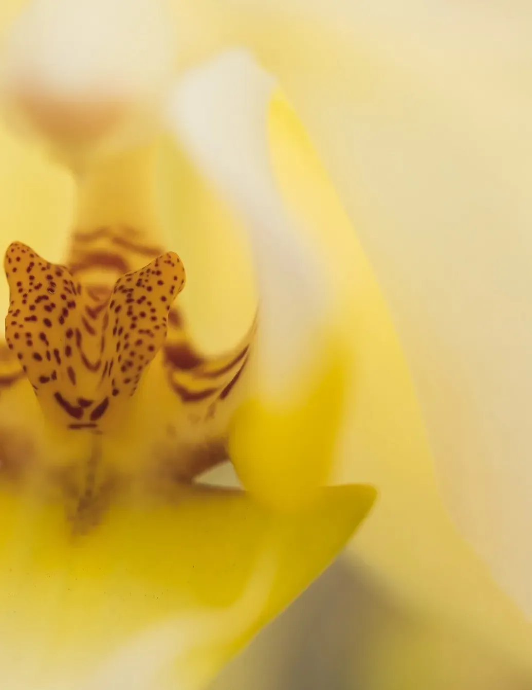 beau-petale-de-fleur-jaune-fraiche RR