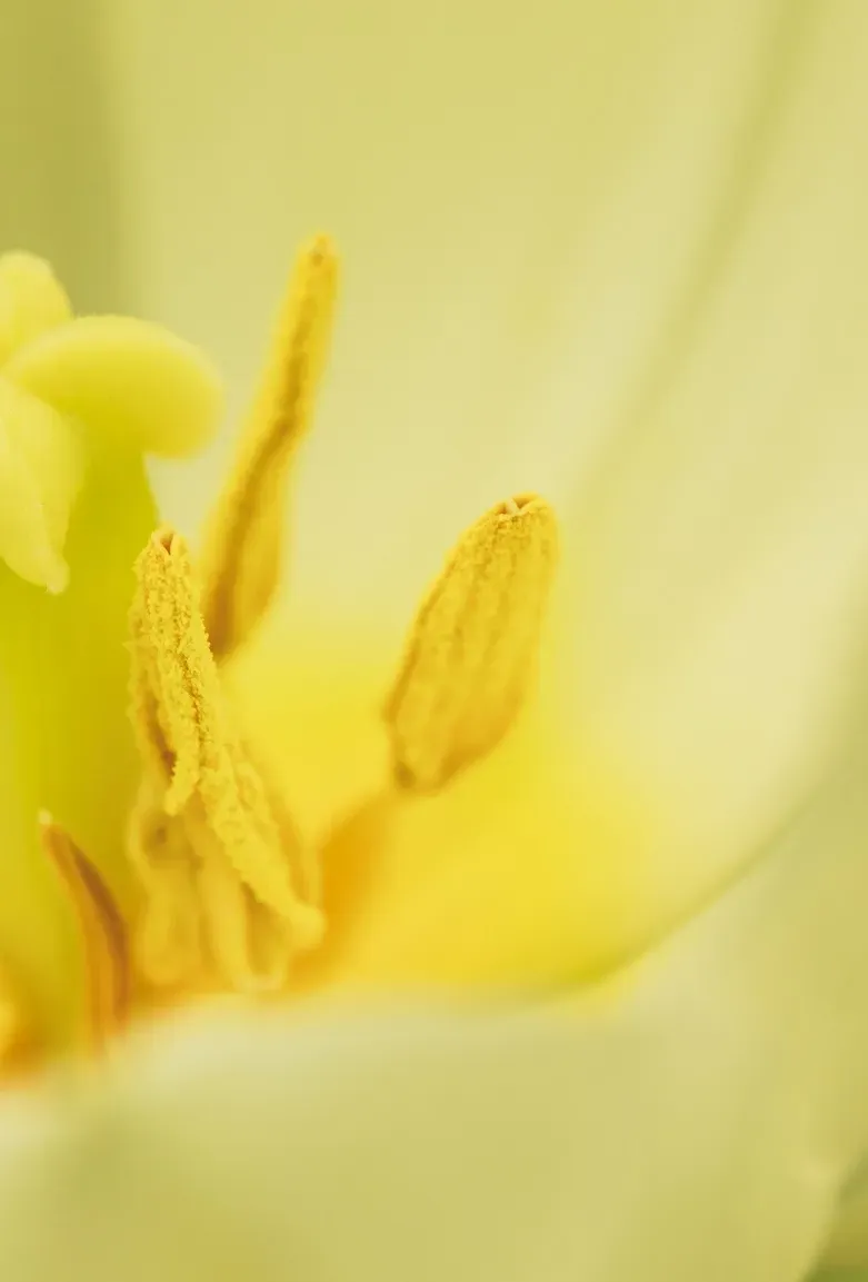 beaux-pistils-de-fleurs-fraiches-jaunes R