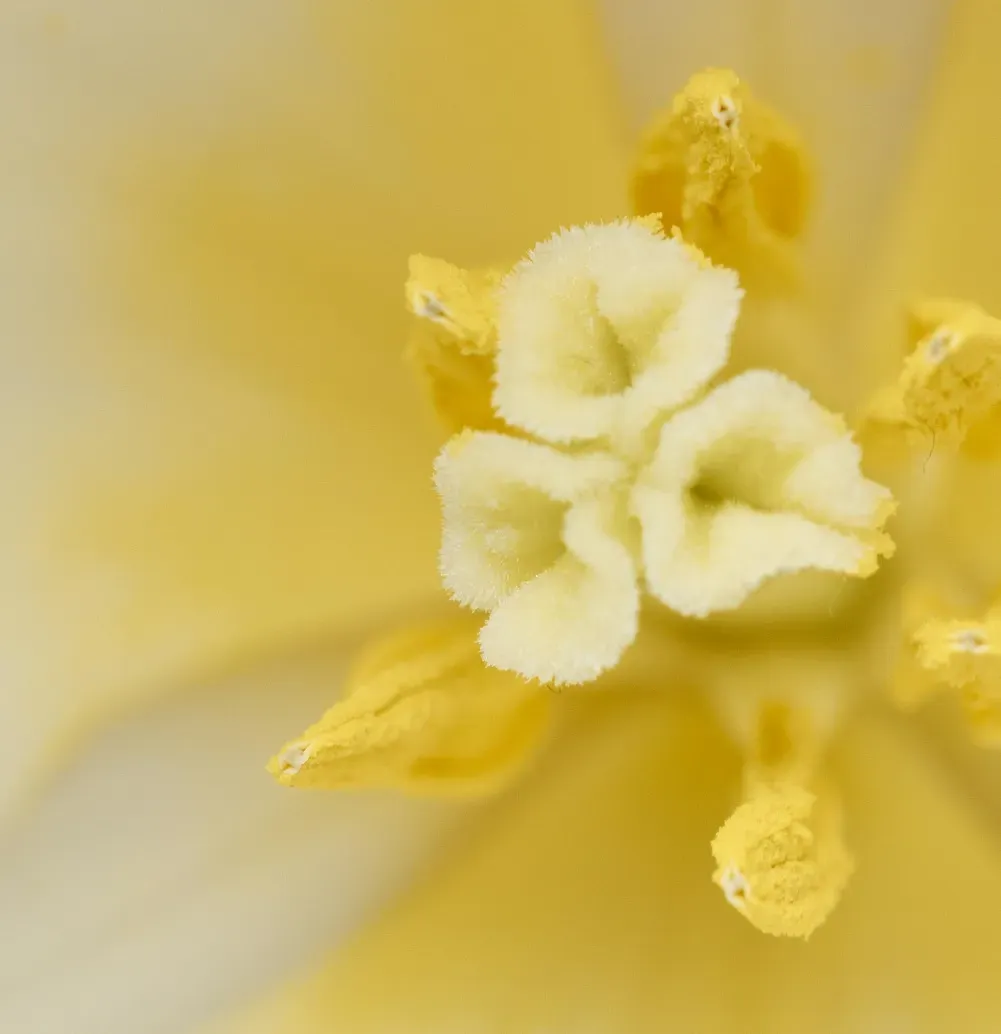 pexels-ArtemPodrez-7232659 R