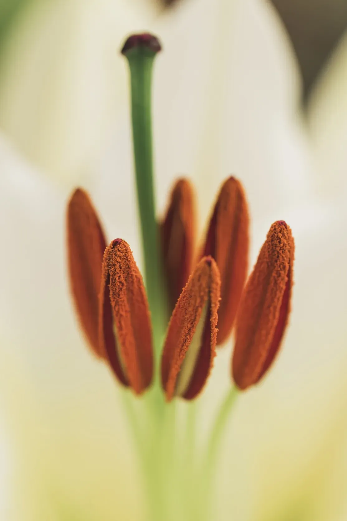 pistils-au-pollen-de-floraison-blanche R