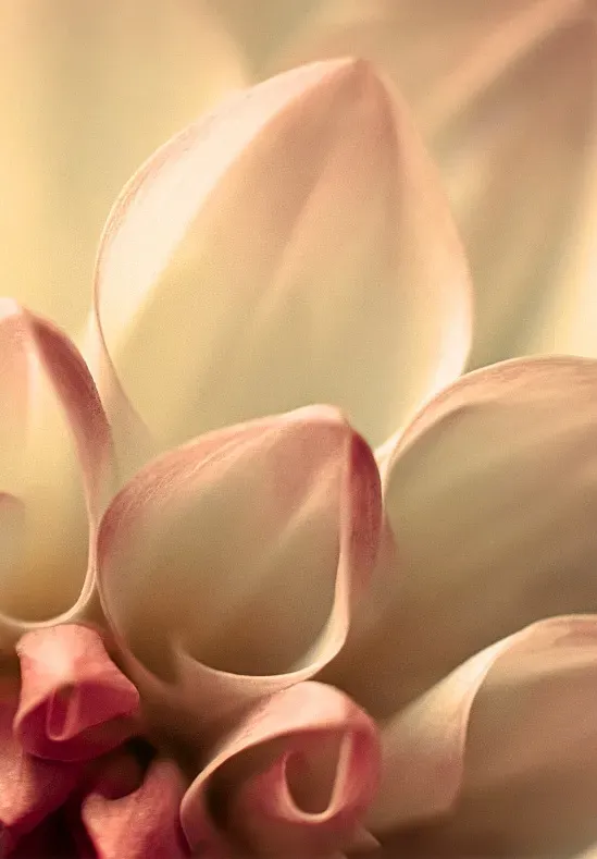 Coeur de chrysanthème RRwebp